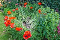 Papaver 'Eye Catcher' - Oriental poppy fallen over - possibly due to heavy seedheads, rain and wind.
