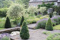 Taxus - Yew topiary cones growing by small pond in country garden. Hurdley Hall, Powys, UK. 
