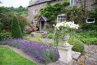 Country cottage garden, with topiary cone, classic urn and row of Lavandula - Lavender. Hurdley Hall, Powys, Wales, UK. 