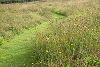 A mown path through a 'Coronation Meadow' planted with wildflowers at Hurdley Hall Powys, Wales, UK.

