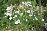 Themed herbaceous border planted with Cosmos bipinnatus - white variety Verbascum chaixii Album Hydrangea and Origanum