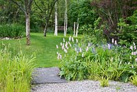 Persicaria bistorta 'Superba' and Briza media growing by gravel path and slate bridge over stream, leading to lawn with a copse of Betula utilis 'Jacquemontii'. 
