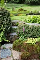 Stone steps surrounded with clipped Cotoneaster, moss, ferns and flowering Digitalis - Foxglove. 