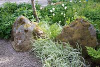 Boulders covered in moss and lichen with Phalaris arundinacea, Tulipa and self seeded ferns. 