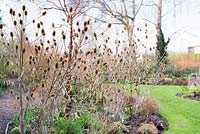 Dipsacus - Teasels in the winter garden at Ellicar Gardens, Doncaster, UK. 