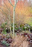 Red leaves of Bergenia with Carex comans, Galanthus - Snowdrops growing under a Acer capillipe - Snakebark Maple, at Ellicar Gardens, Doncaster, UK.