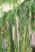 Chamaecyparis nootkatensis 'Pendula' - Nootka Cypress