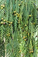 Chamaecyparis nootkatensis 'Pendula' - Nootka Cypress