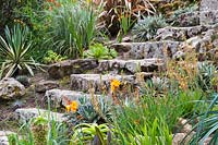 Stone steps leading down steeply sloping garden, with Bulbine frutescens, celmisias and succulents lining alongside.
