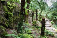 A group of Dicksonia antartica - Tree ferns, beside steps leading down the steeply sloping garden. 
