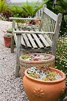 Wooden bench framed by terracotta pots of succulents including sempervivums and sedums.