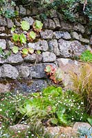 Aeoniums growing in a stone wall, with self-seeded Erigeron karvinskianus below. 