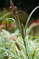 Carex trifida 'Rekohu Sunrise' - New Zealand Sedge 'Rekohu Sunrise'