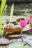Nymphaea - Water Lily in flower