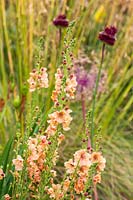 Verbascum - Mullein with Alliums and grasses. 