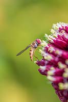 Hoverfly on Allium 'Red Mohican'