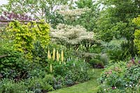 Cornus controversa 'Variegata - Wedding cake tree' - is planted in corner of bed of lupins. Behind, golden hop scrambles up a rustic framework.