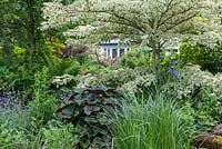 Cornus controversa 'Variegata' - Wedding cake tree - underplanted with irises, Ligularia and ferns.