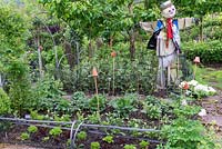 A small vegetable garden with a scarecrow watching over rows of broad beans and salad.