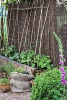 A raised bed of French beans trained up canes.