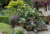 View to grouped pots of hostas, petunias and osteospermum, with Rosa 'Wildeve' behind. 
