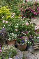 View to grouped pots of hostas, petunias and osteospermum, with Rosa 'Wildeve' behind.
