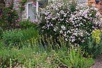 Rosa 'Paul's Himalayan Musk' thrives against a cottage wall, surrounded by hardy geraniums, lavender, euphorbia and sisyrinchium.