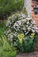 Rosa 'Paul's Himalayan Musk' thrives against a cottage wall, surrounded by hardy geraniums, euphorbia and sisyrinchium.
