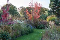 Wildlife friendly garden in autumn, with borders of ornamental grasses and acers. 
