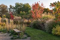 Autumn borders with grass path, in centre, Acer x freemanii 'Autumn Blaze' flanked by Miscanthus sinensis, Stipas and Deschampsias. On left of grass path, bench in gravel garden 