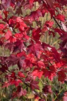 Acer rubrum 'October Glory', red maple, a medium sized deciduous tree with crimson foliage in autumn.