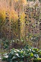 Phlomis russeliana, Turkish sage, bearing whorls of soft yellow flowers which fade to handsome brown seedheads, adding structure in autumn and winter.