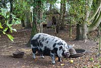 Agnes, a 10-year-old pet pig, a Kunekune breed.