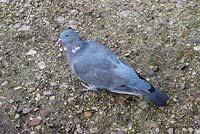 Sarah's rescued woodpigeon, raised from a one-day-old chick