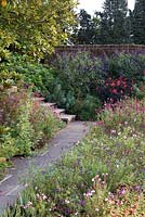 Bordering a sunny terrace, a long bed of shrubby salvias that flower from early summer until November. Against the brick wall, tall Salvia 'Amistad'.