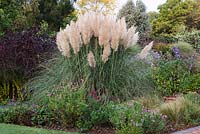 Clump of Cortaderia selloana 'Pumila', surrounded by dark-leaved Physocarpus and Salvias 'Blush Pink', 'Dyson's Crimson', 'Rolando', Flower Child' and'Phyllis Fancy'.