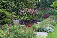 A huge terracotta pot is planted with pink Salvia 'Kisses and Wishes' above Salvia 'Go-Go Purple' and Tradescantia 'Purple Sabre'. Shrubby salvias and ceratostigma in borders.