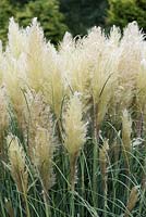 Cortaderia selloana 'Pumila' - pampas grass