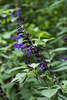 Salvia 'Amistad', sage, a perennial with aromatic foliage that flowers from August into autumn
