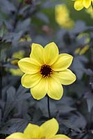 Dahlia 'Mystic Illusion', syn. Knockout has blackish purple foliage that offsets bright yellow single flowers from August.