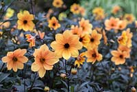 Dahlia 'Mystic Spirit' has mahogany to black coloured foliage and apricot single flowers from August.
