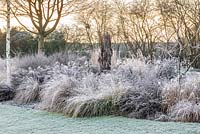 In winter, a grass bed with silver birch and Miscanthus, Pennisetum, Stipa and red tussock grass
