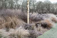 In winter, a Betula pendula - silver birch in a grass bed with frosty Miscanthus, Pennisetum, Stipa and red tussock grass, also Seedheads of Eryngium, Asters and Berberis. Cyclamen coum in pebbles.