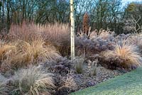 In winter, Betula pendula - silver birch in a grass bed with frosty Miscanthus, Pennisetum, Stipa and red tussock grass, also Seedheads of Eryngium, Asters and Berberis. Cyclamen coum in pebbles.