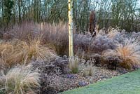In winter, Betula pendula - silver birch in a grass bed with frosty Miscanthus, Pennisetum, Stipa and red tussock grass, also Seedheads of Eryngium, Asters and Berberis. Cyclamen coum in pebbles.