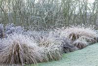 Frosty winter Grass Bed planted with Asters, Pennisetum, Stipa, red tussock grass and Miscanthus.