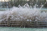 Penisetum alopecuroides - Chinese fountain grass in winter frost