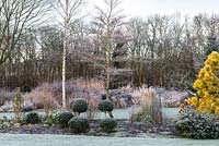 At centre of winter border Cornus controversa 'Variegata'- a wedding cake tree amidst grasses with a golden pine and holly topiary standards