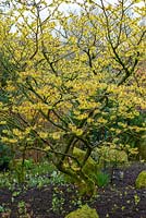 Hamamelis x intermedia 'Pallida' - witch hazel, a small deciduous tree bearing sulphur yellow, spidery and fragrant flowers in winter