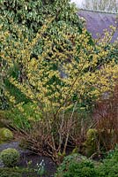 Hamamelis x intermedia 'Sunburst' - witch hazel, a small deciduous tree bearing pale yellow, spidery and fragrant flowers in winter